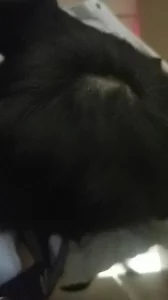 初冬暮雪至白头全文阅读